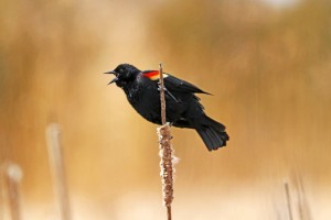 Angry Bird